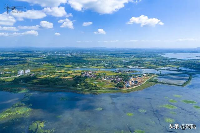 黄陂夏莲在历史上挺有名，是庐江八景之一，如今却成鸟类的乐园