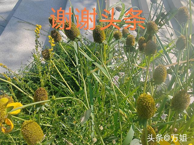 她不主动的真相，很扎心