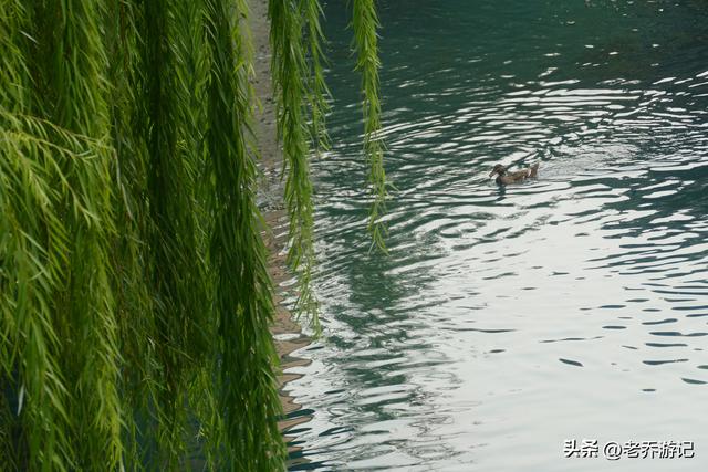 “愚”师兄吕丙霄