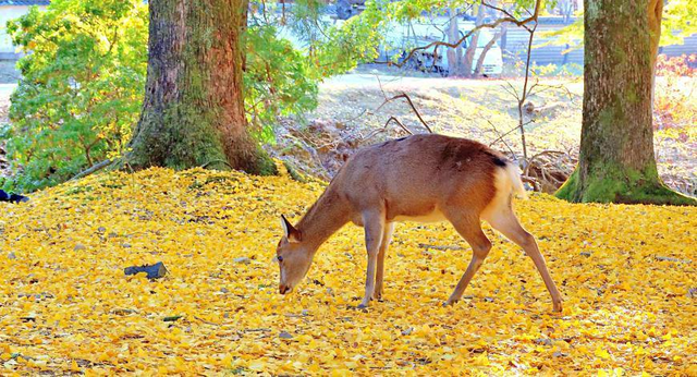 年假清零倒计时，该出发了！把最后几天留给韶关的彩林山水