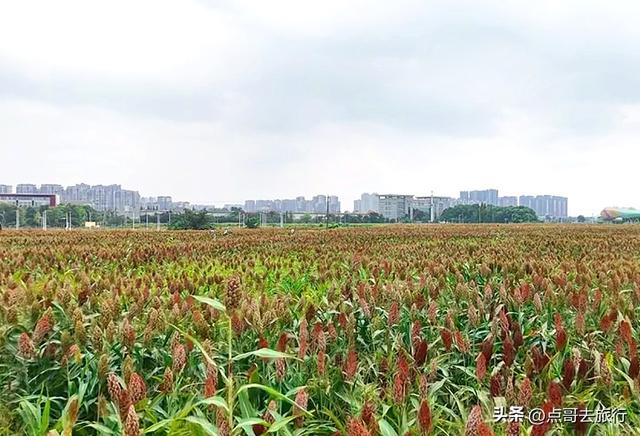 成都5个小众景点，每一处都让人惊讶，不要门票，地铁公交直达！