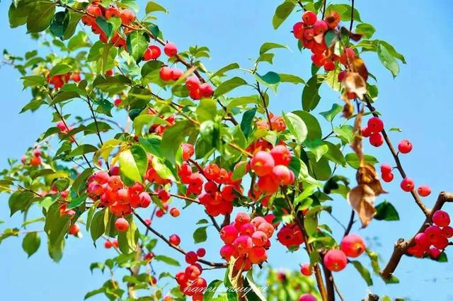 济南周边游|钢城区赏花地图上线啦，这三条旅游线路超有看头！