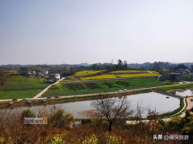 正月春光好，自贡青龙湖油菜花海已提前绽放！