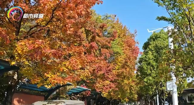 红了！昆明这里迎来枫叶最佳观赏期！季节限定打卡仅剩两周，速来