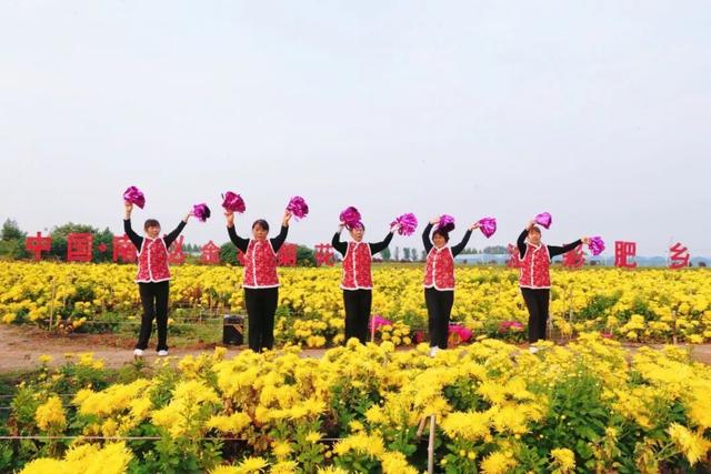 美翻！肥乡藏着一座菊园花海，美丽南赵等你来~
