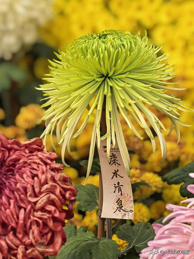 秋风独宠一园菊，晚来香艳出樊篱——北京北海公园2025年菊花展