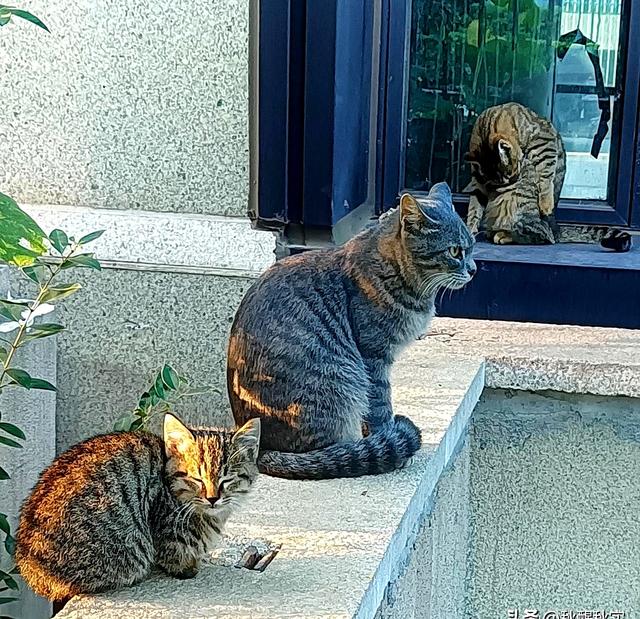 实则是柔中带刚