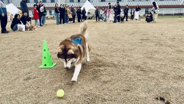 打卡太仓新地标！骑行、撸宠、看展……一站式搞定