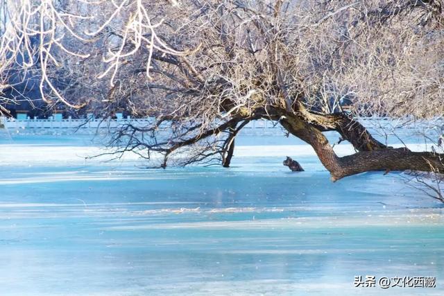 可惜你不知道下雪后的西藏究竟有多美?