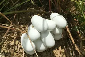 请牢记！如果在野外看到白色的蛋，千万不要捡回家，你一定会后悔图片