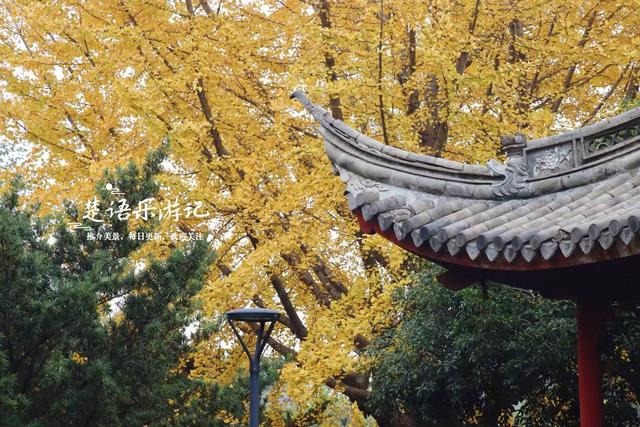 浙江宁波这个小园林被人忽略，但是银杏真是太美了，乌桕也是一绝