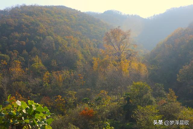 安陆：当银杏遇见芦苇 画框里的诗与远方