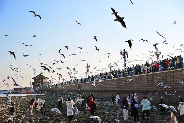 鸥鸣伴潮生：青岛栈桥的冬日限定浪漫