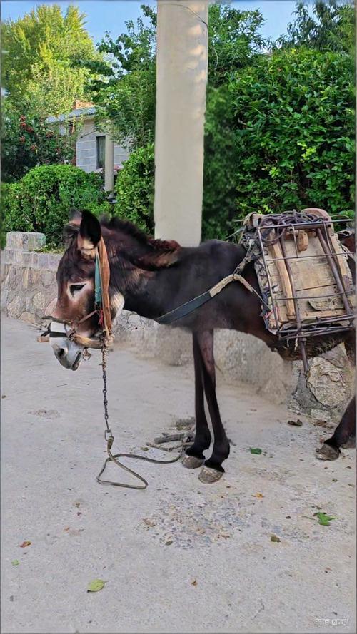 邯郸涉县冬至奇俗，牲口也过生日，给牲口放天假，做一顿好吃的