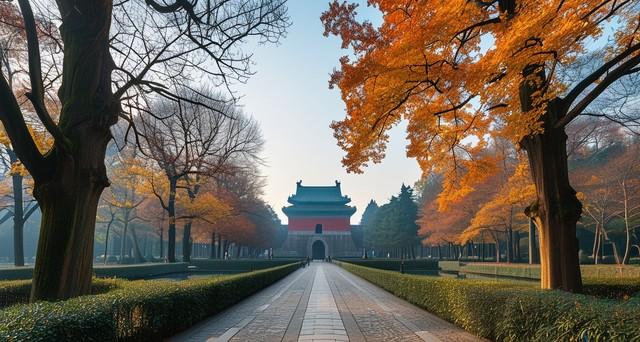 南京的秋，在这里镀了金！这5处银杏秘境，美成千年童话！