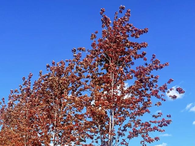 长春“醉”美赏秋攻略：循着落叶的轨迹，邂逅斑斓盛装