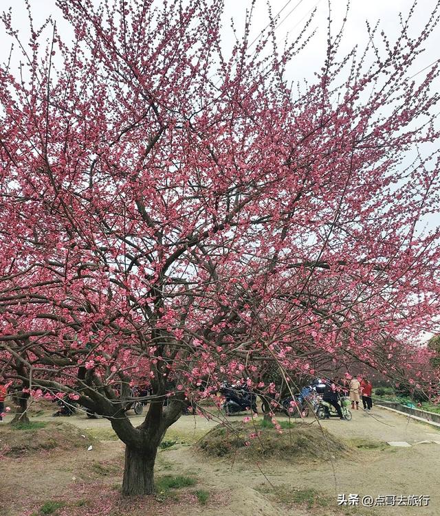 成都郫都区最大面积红梅花开了，粉红花海，非常壮观，不要门票！