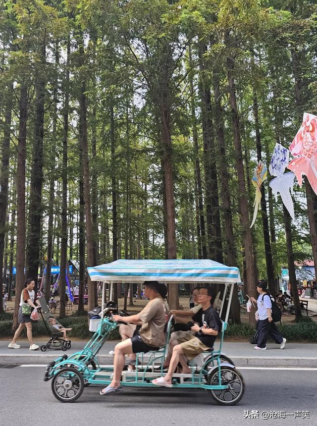 日照市海滨国家森林公园水杉大道，笔直，高大，威猛，挺拔身姿