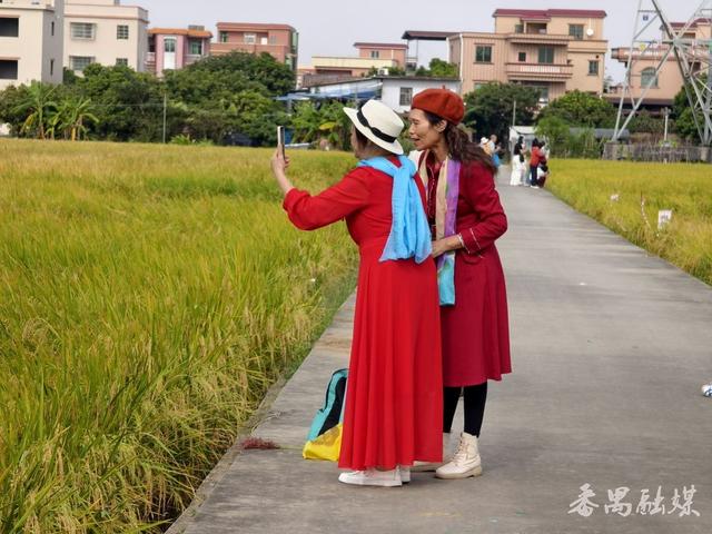 番禺区这片稻田变身网红打卡地，地铁直达“金色浪漫”游客纷至沓来
