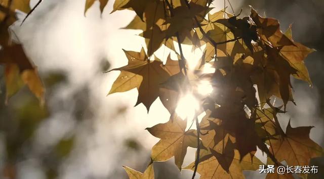 秋韵浸水园 微光与落叶的密语