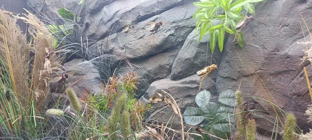 西安长安云昆虫展你来了吗