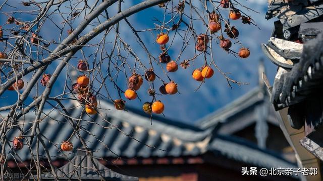 京郊自驾摘柿地图