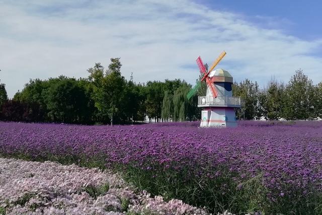北京顺义国际鲜花港 梦幻的花海秘境
