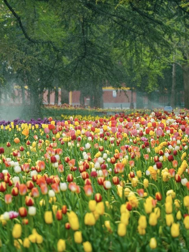 为什么北京的公园要收费？答案可能跟你想的不一样...