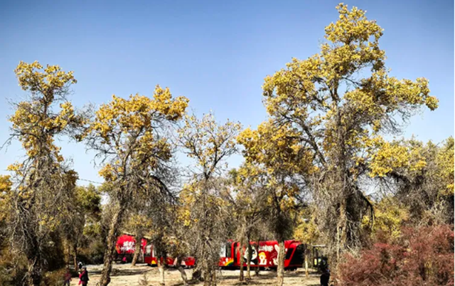 全世界70%的胡杨在这里！