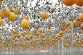 被忽视的“宝藏”——瓜蒌，你了解多少？图片