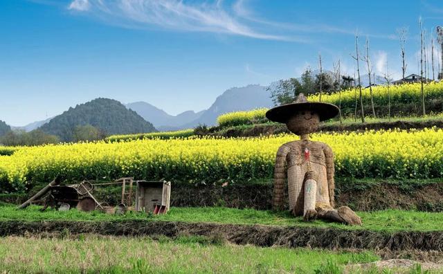 赏花 │ 花开正当时，周六“趣”汇川