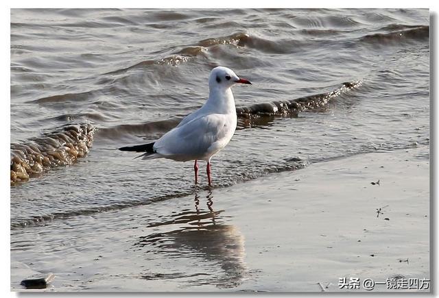 漫步丹东鸭绿江畔，可以隔江望见对岸的朝鲜