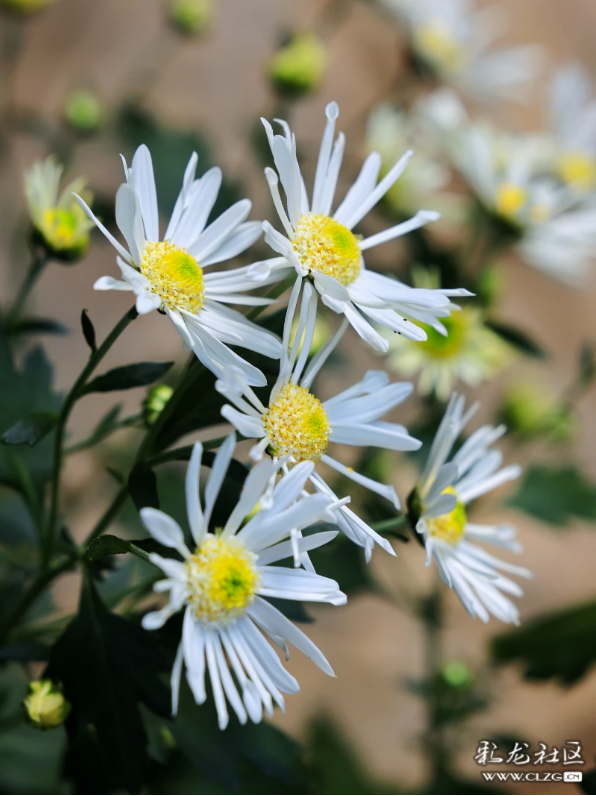 昆明秋景｜昙华菊花，芳香四溢！（附攻略）