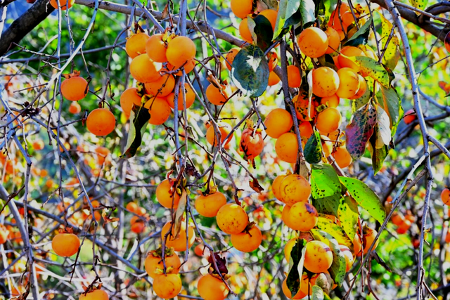 就这一口柿子，盼到冬天了！