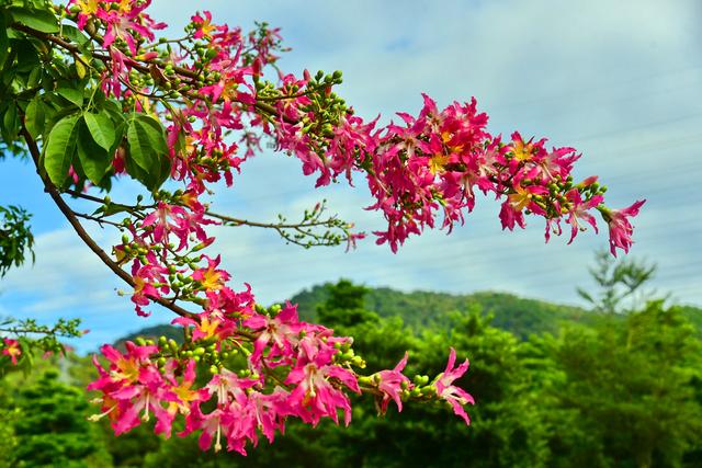不去云南也能赏茶花，三水3万株“国色天香”盛放