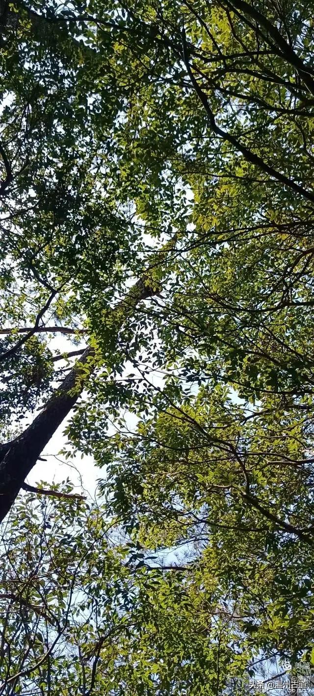 探秘楠溪江源头之三——初探这片鲜为人知的原始森林