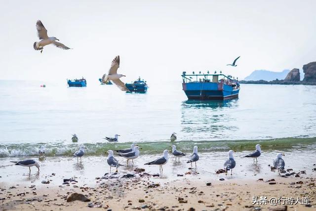到海边去！大连市区赶海、喂海鸥全攻略