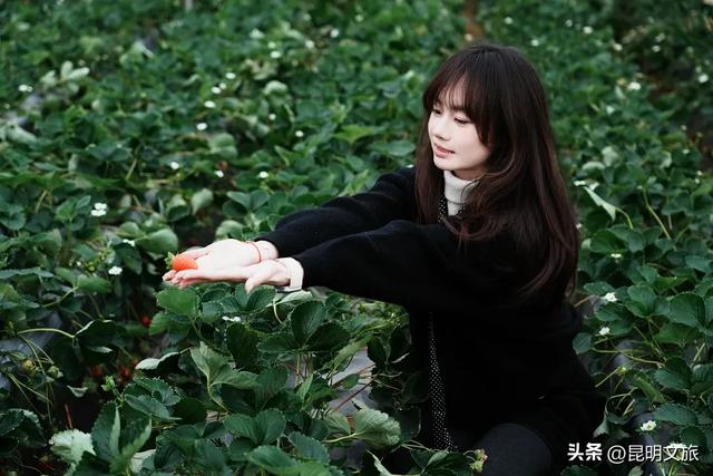 别再问昆明哪里能摘草莓了!收下这份采摘地图,直接抄作业→