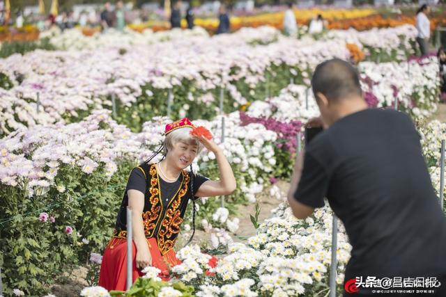 秋菊绽花海 游人醉金秋