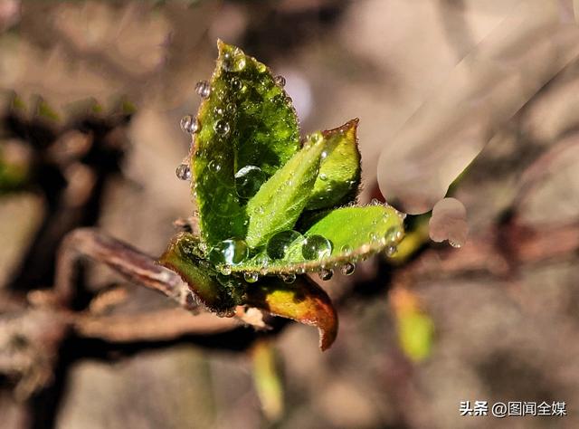 春风拂过汉江，花开成诗，不必远行，推开窗就是人间仙境！
