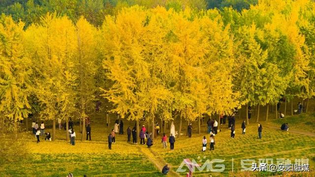 随手一拍都是大片！安阳深秋限定美景已上线→