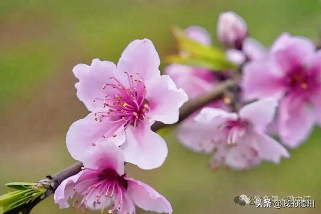 好美！德阳这些地方，红了、粉了、黄了…（附赏花点位）