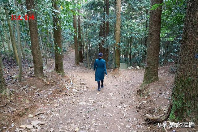 金黄耀眼的金钱松林间，隐逸的城墙如长城，有何秘密？