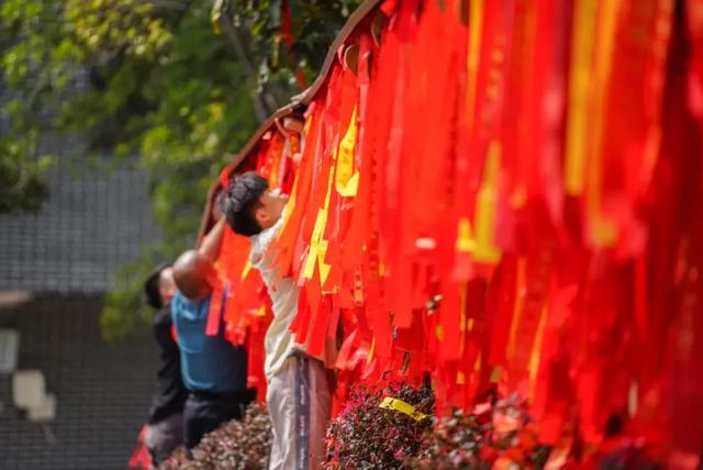 春风有信，木棉花开有期！在东莞观音山，找到了春天热烈的模样！