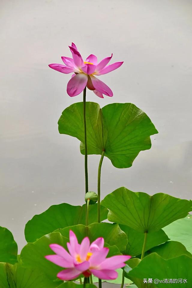 荷花是夏季里最曼妙的风景
