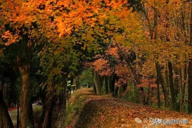 收好这份温州《红枫古道地图》，挑个好天气出门走走！
