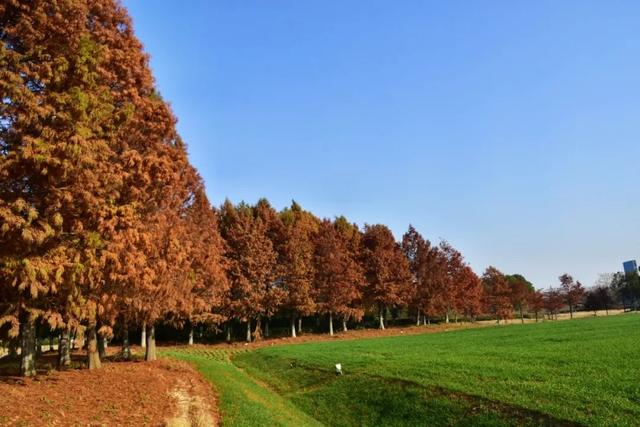 要火！太出片了！阜阳这里竟美到窒息，很多人不知道，赶紧去！多图拍下！