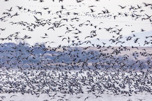 “乌秧乌秧”超壮观！“天上来客”为珲春送来限时美景