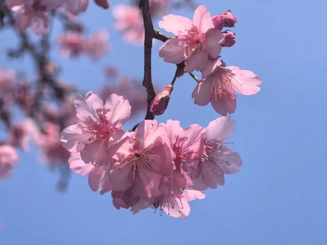 反季惊喜！北方白雪皑皑 始兴这座古村樱花浪漫