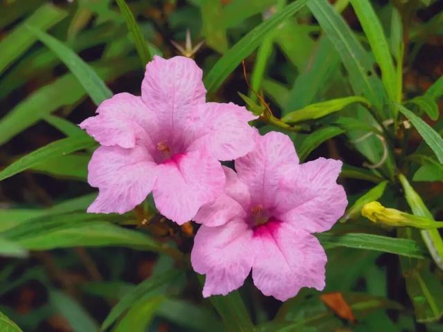 惠聚美好丨秋日的红花湖，被翠芦莉温柔环绕